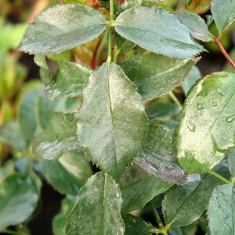 Rosa x floribunda Taste of Love 'Dolce' - Floribunda Rose (Foliage)