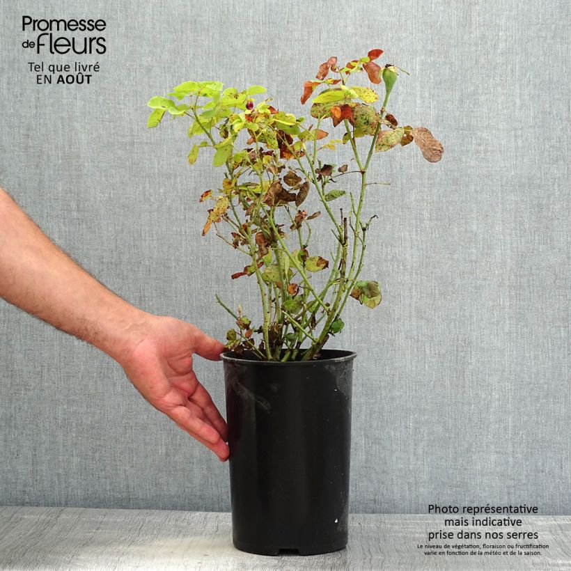 Rosa Baron Girod de l'Ain 4L/5L pot sample as delivered in summer