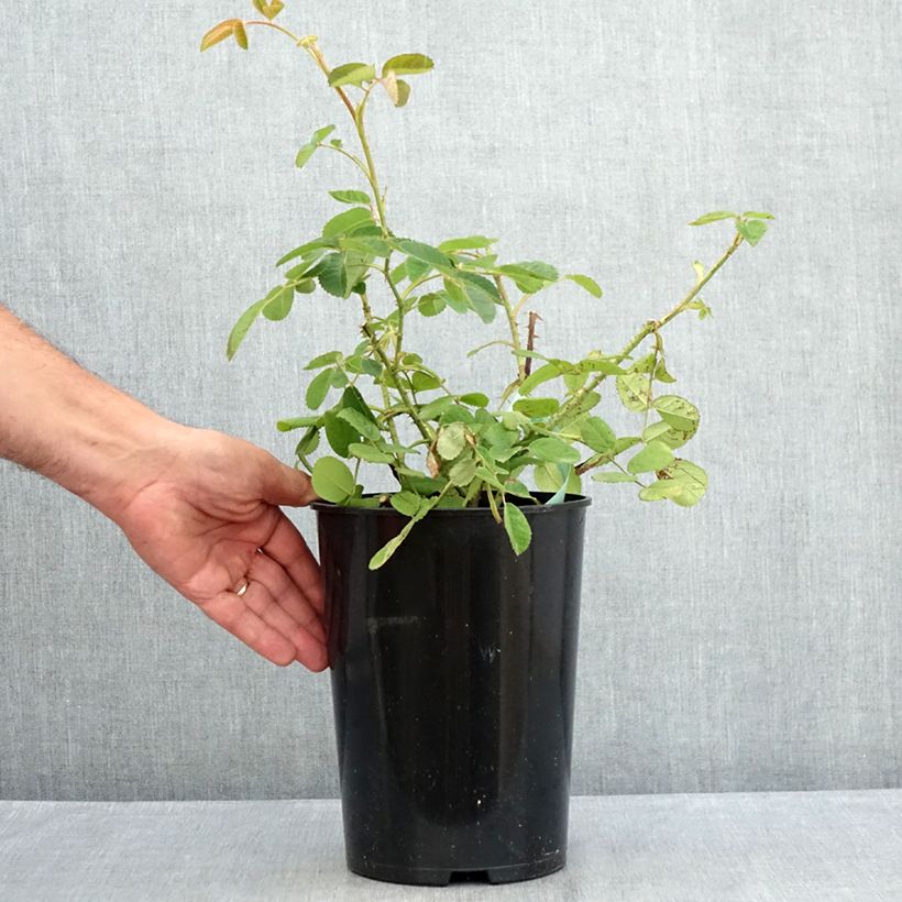 Rosa centifolia Muscosa - White Moss Rose 4L/5L pot sample as delivered in summer