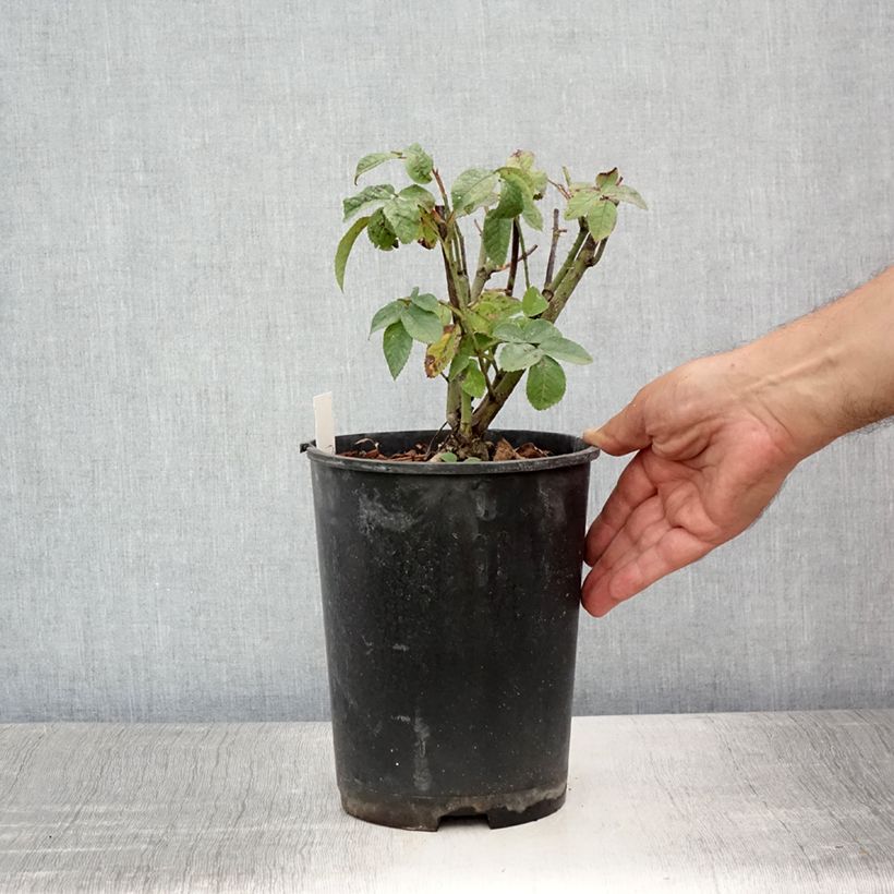 Rosa gallica Charles de Mills - Old Gallic Rose 4L/5L pot sample as delivered in summer