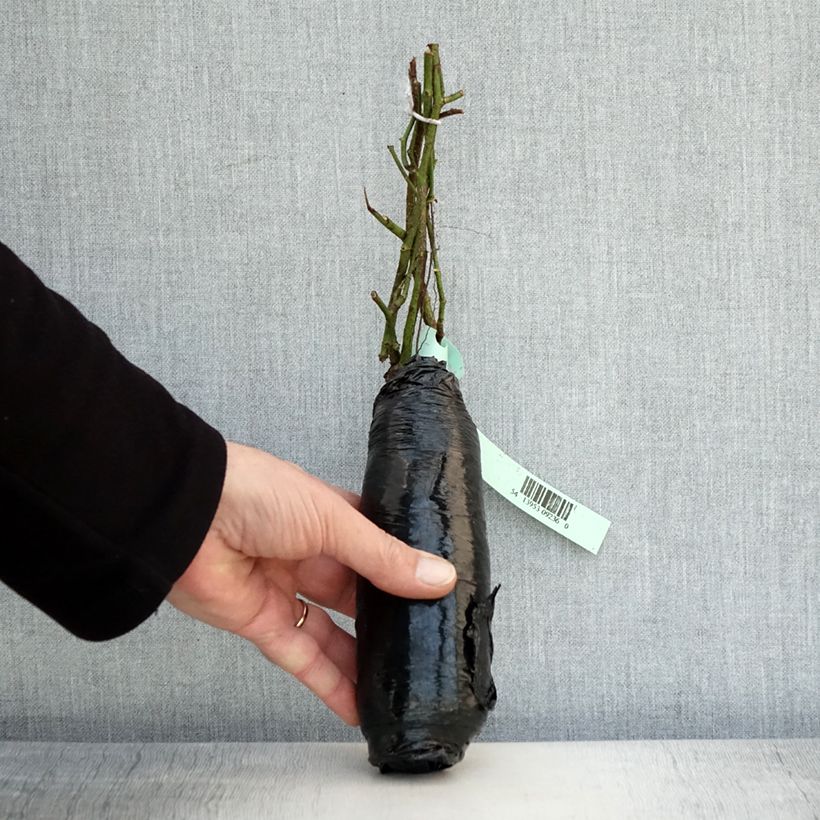Rosa Cornelia Wrapped bare root sample as delivered in winter