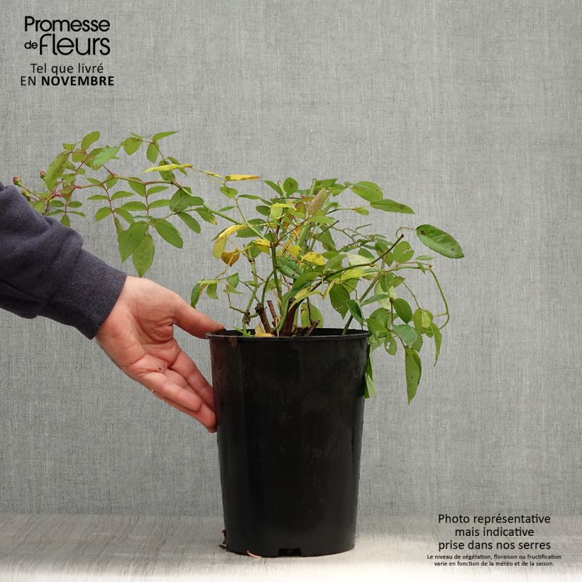 Rosa Cornelia 4L/5L pot sample as delivered in autumn