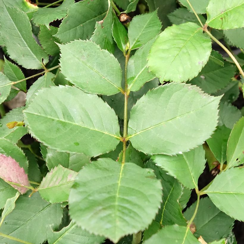 Rosa moschata Felicia - Musk Rose (Foliage)