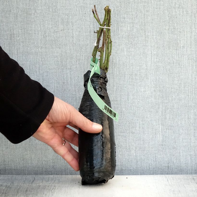Rosa 'Fragrant Old Yellow' - Old Rose Wrapped bare root sample as delivered in winter