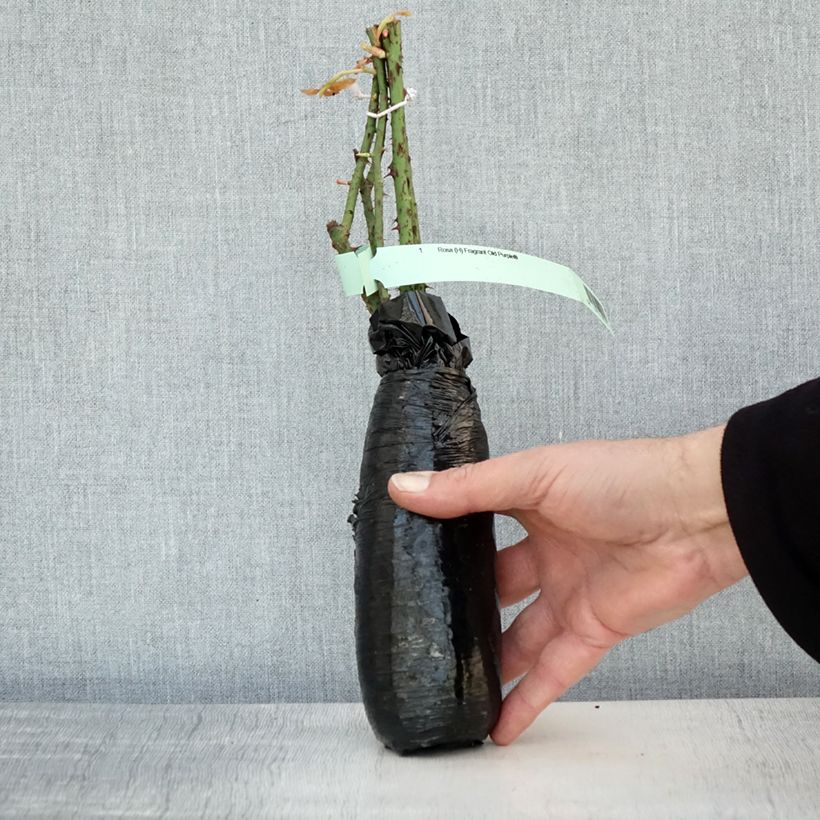 Rosa  Fragrant Old Purple 'Ausport' Wrapped bare root sample as delivered in winter