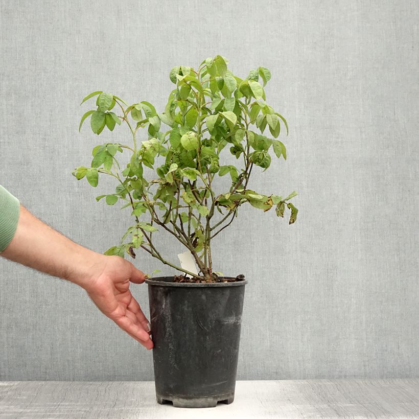 Rosa gallica Versicolor - Old Gallic Rose 4L/5L pot sample as delivered in summer