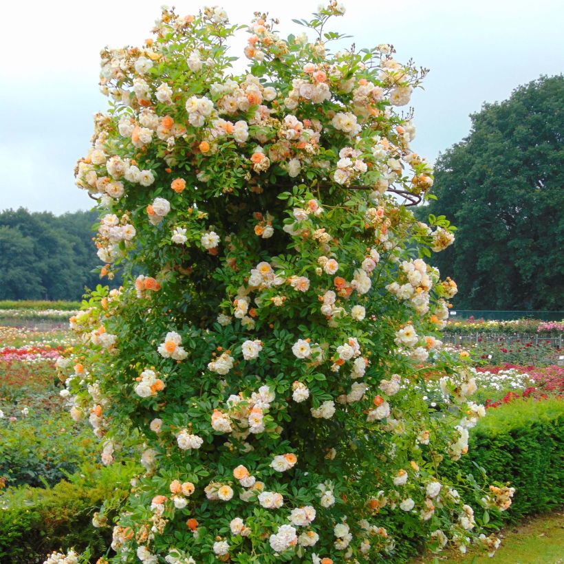Rosa Ghislaine de Féligonde - Climbing Rose (Plant habit)