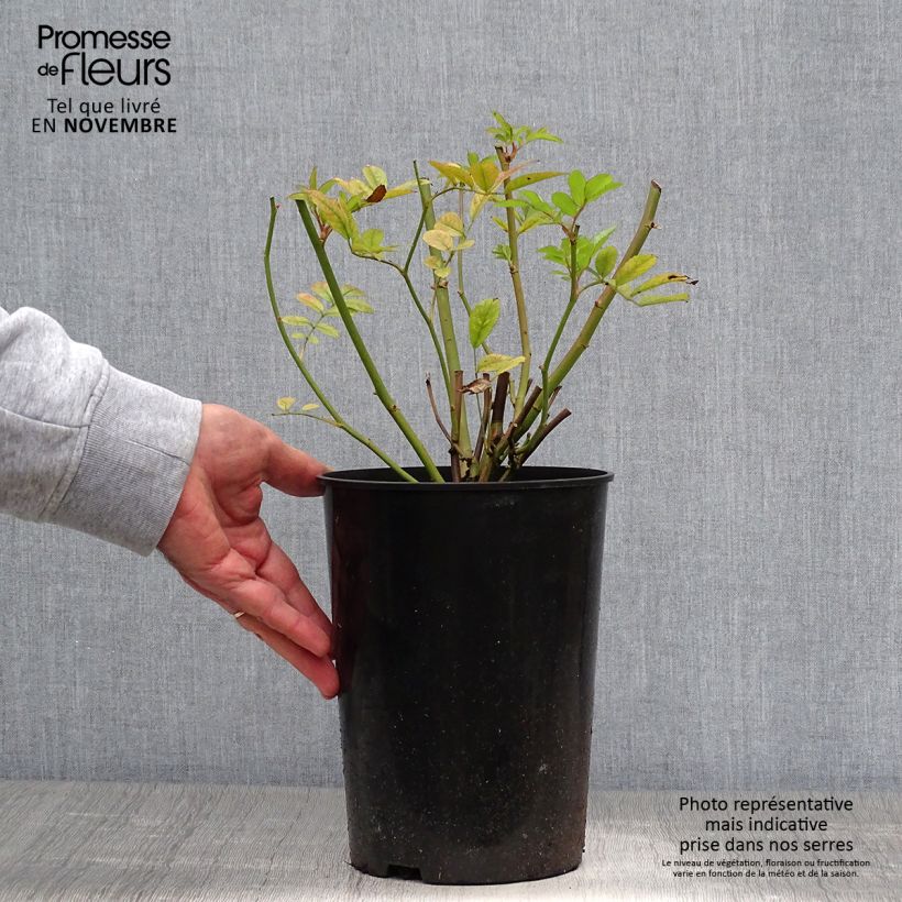 Rosa Ghislaine de Féligonde - Climbing Rose 4L/5L pot sample as delivered in autumn