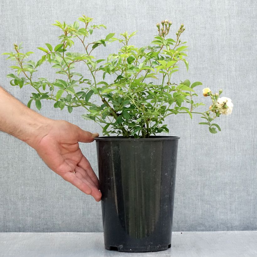 Rosa Ghislaine de Féligonde - Climbing Rose 4L/5L pot sample as delivered in summer