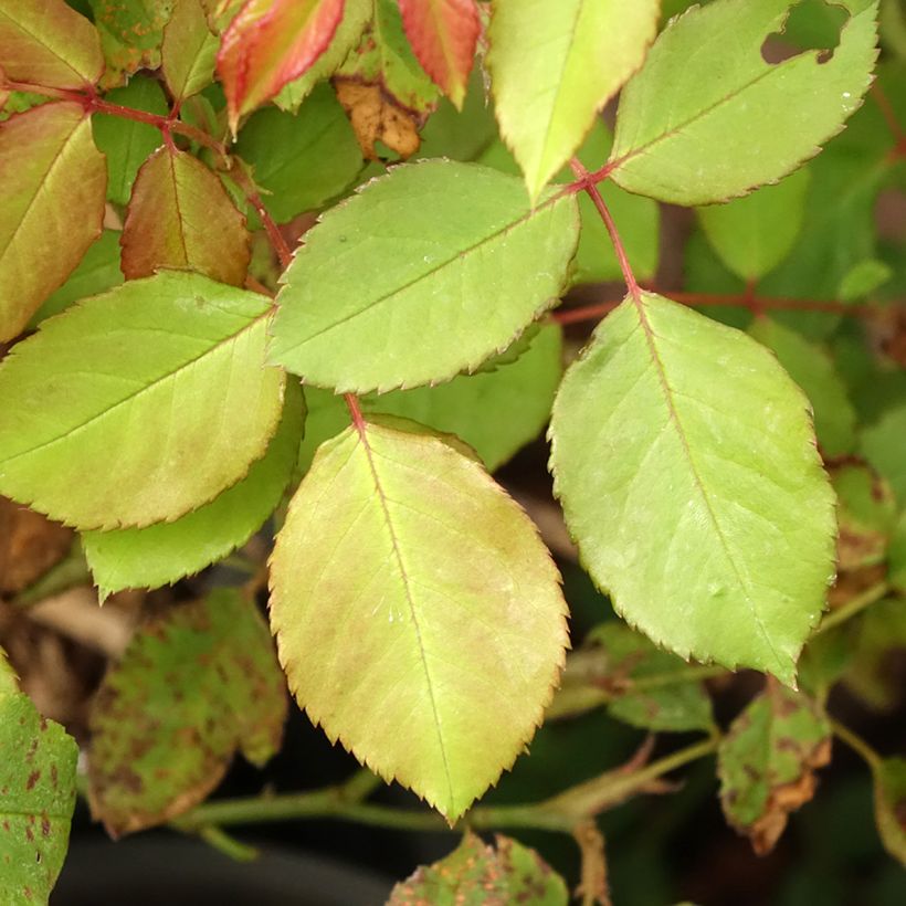 Rosa Gruss An Aachen - Hybrid Tea (Foliage)