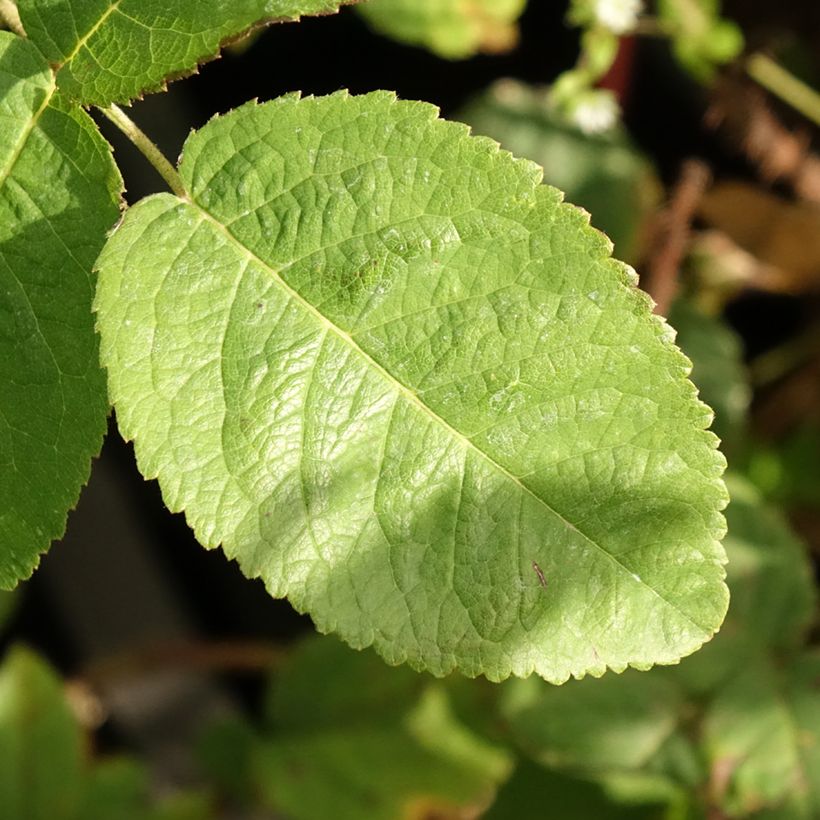 Rosa damascena Trigintipetala - Damask Rose (Foliage)