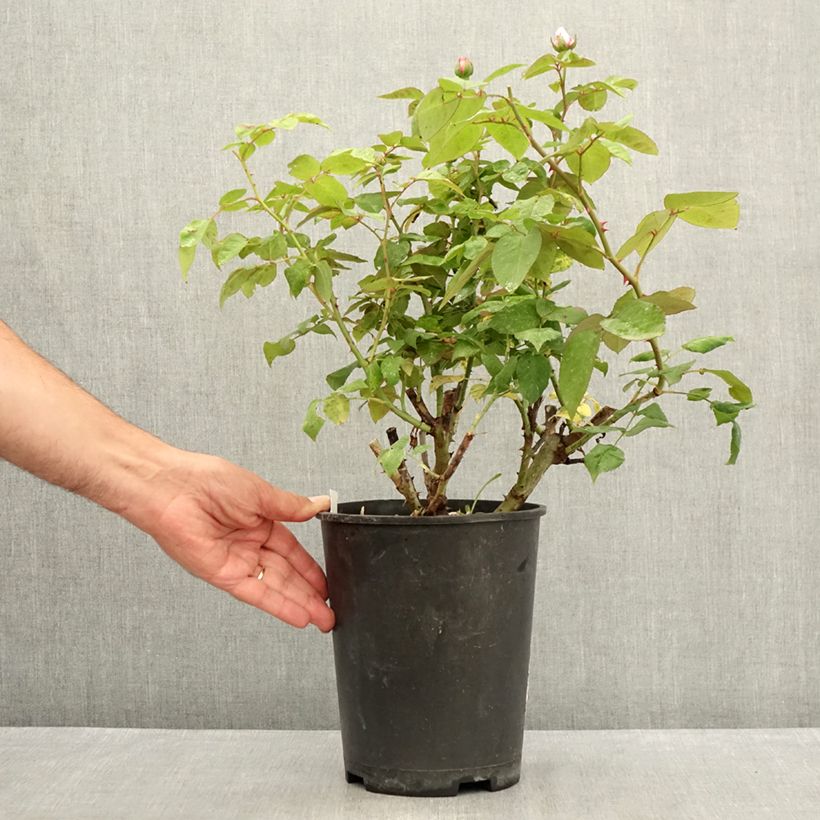 Rosa Madame Ernest Calvat 4L/5L pot sample as delivered in summer