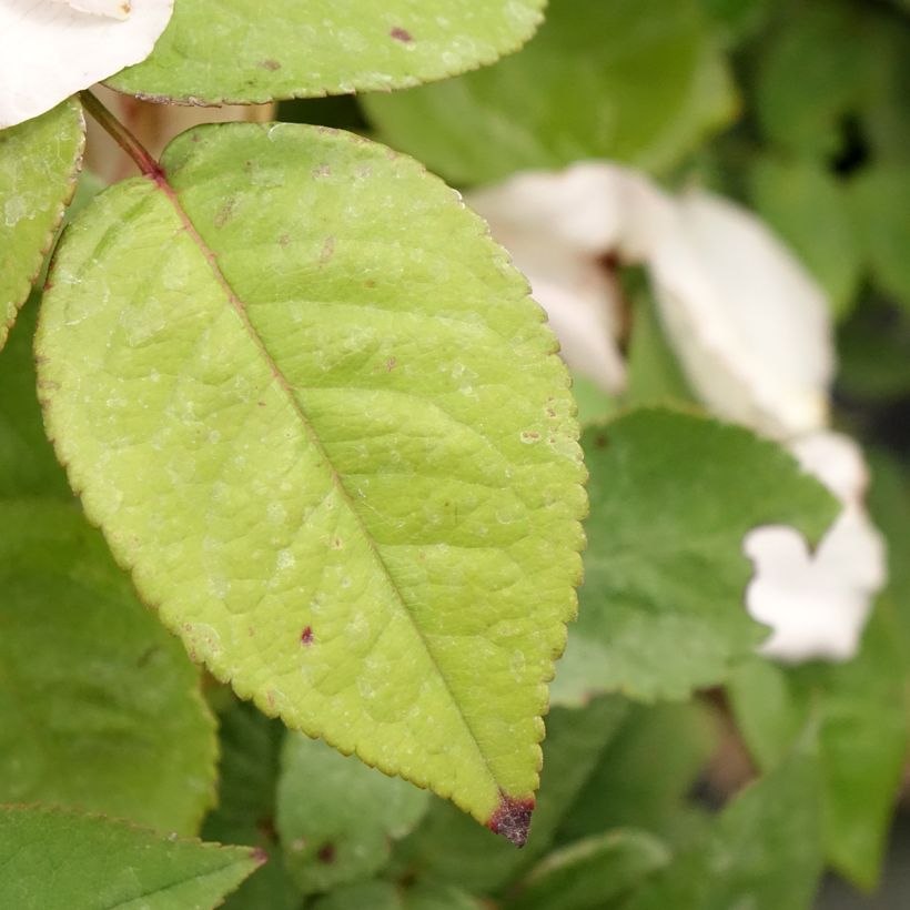 Rosa Madame Ernest Calvat (Foliage)