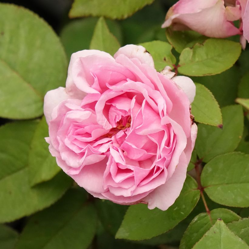 Rosa Madame Ernest Calvat (Flowering)