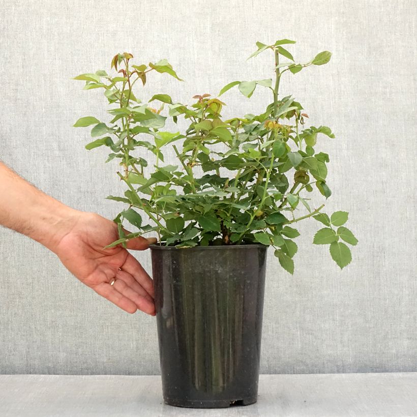 Rosa Mme Issac Pereire - Bourbon Rose 4L/5L pot sample as delivered in summer