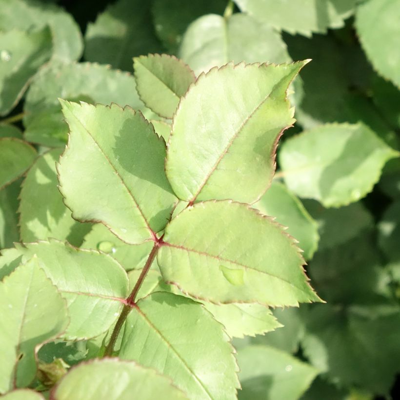 Rosa Mme Issac Pereire - Bourbon Rose (Foliage)