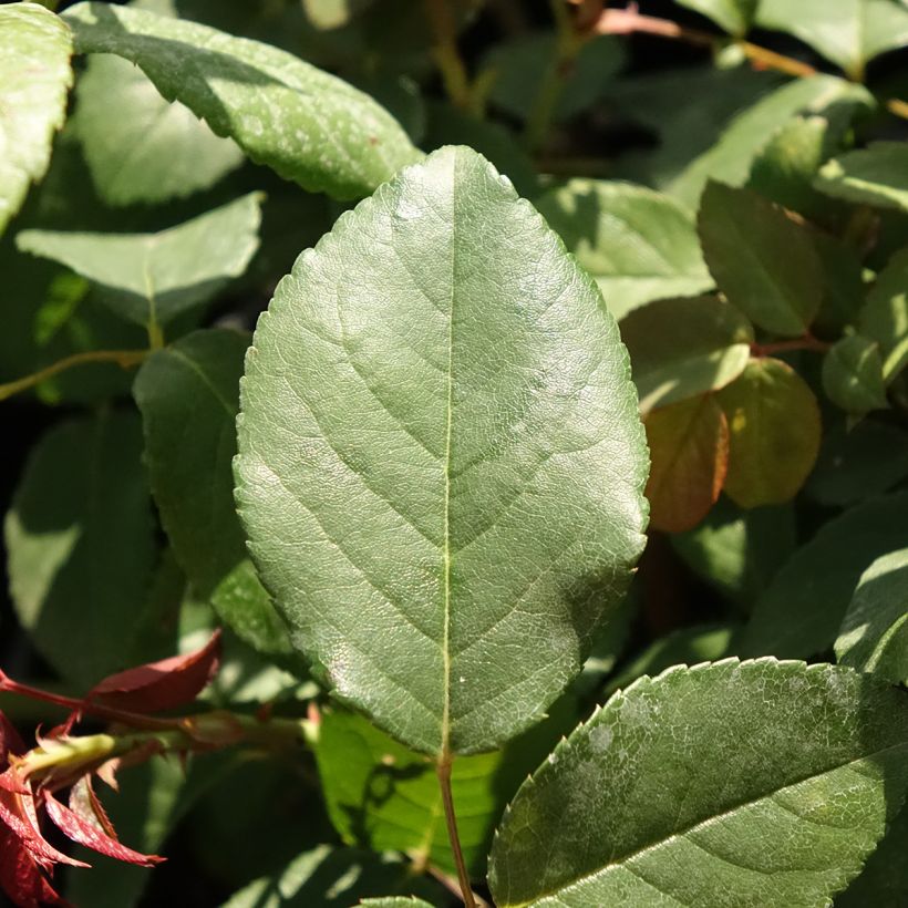 'Perle d'Or' - Old Rose (Foliage)