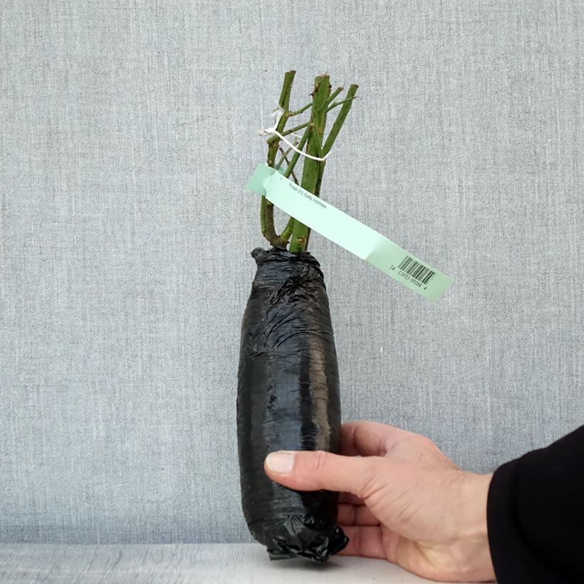 Rosa Sally Holmes Wrapped bare root sample as delivered in winter