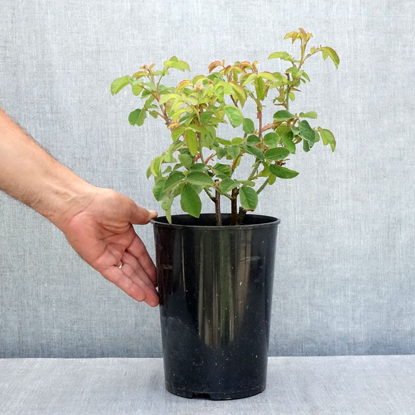 Rosa gallica Tuscany Superb - Gallic Rose 4L/5L pot sample as delivered in summer