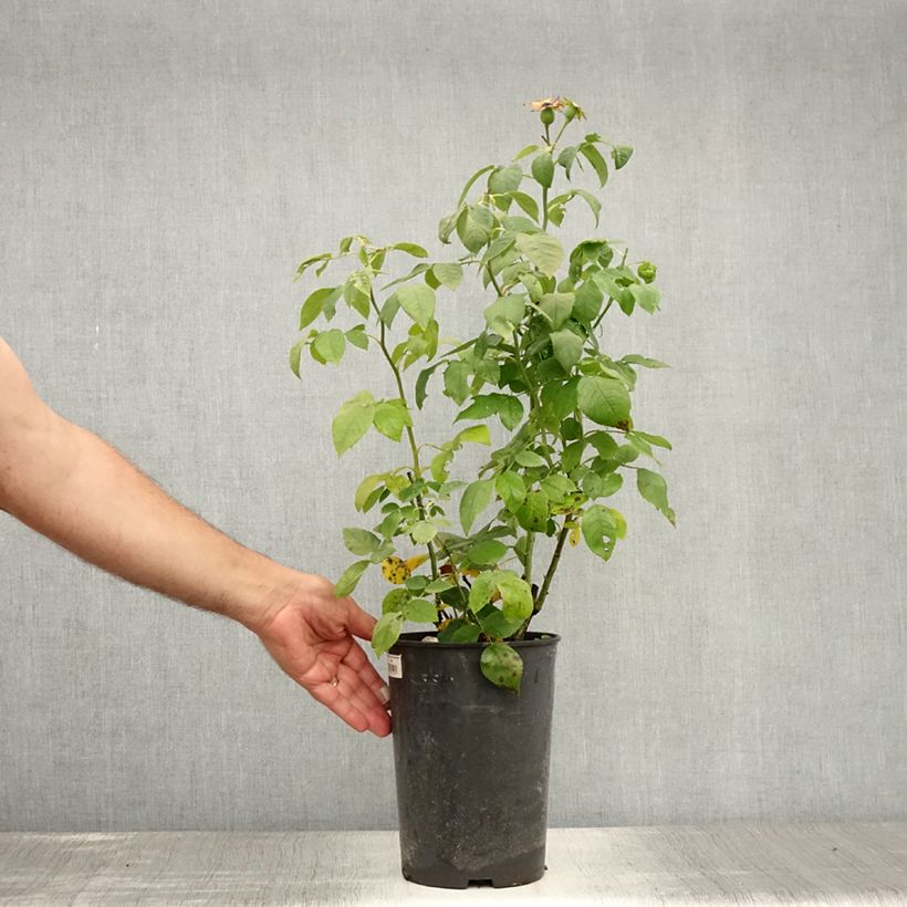 Rosa Ulrich Brunner Fils 4L/5L pot sample as delivered in summer