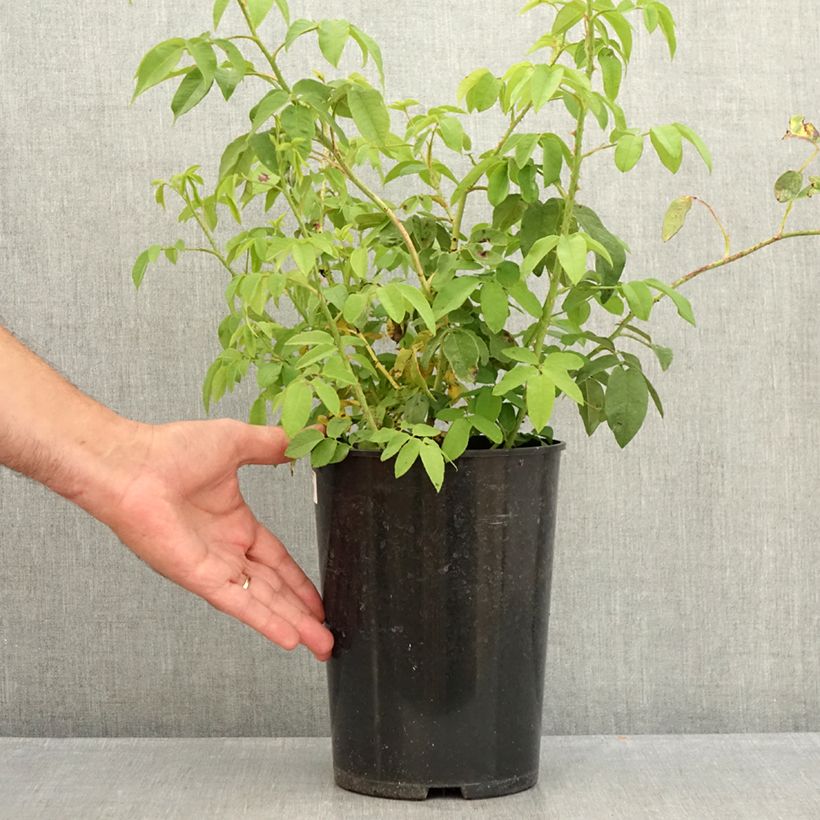 Rosa Bourbon Variegata di Bologna- Bourbon Rose 4L/5L pot sample as delivered in summer