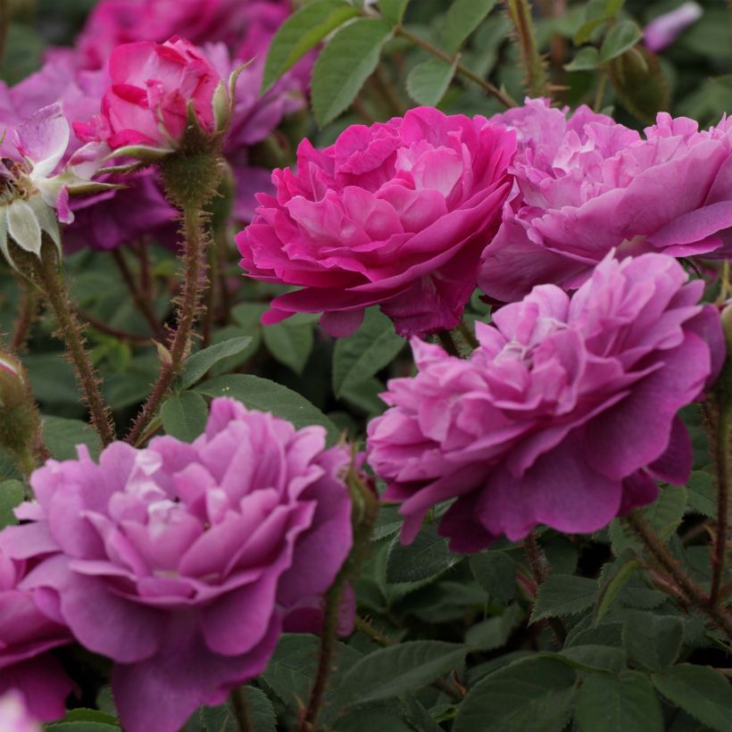 Rosa William Lobb - Moss Rose (Flowering)