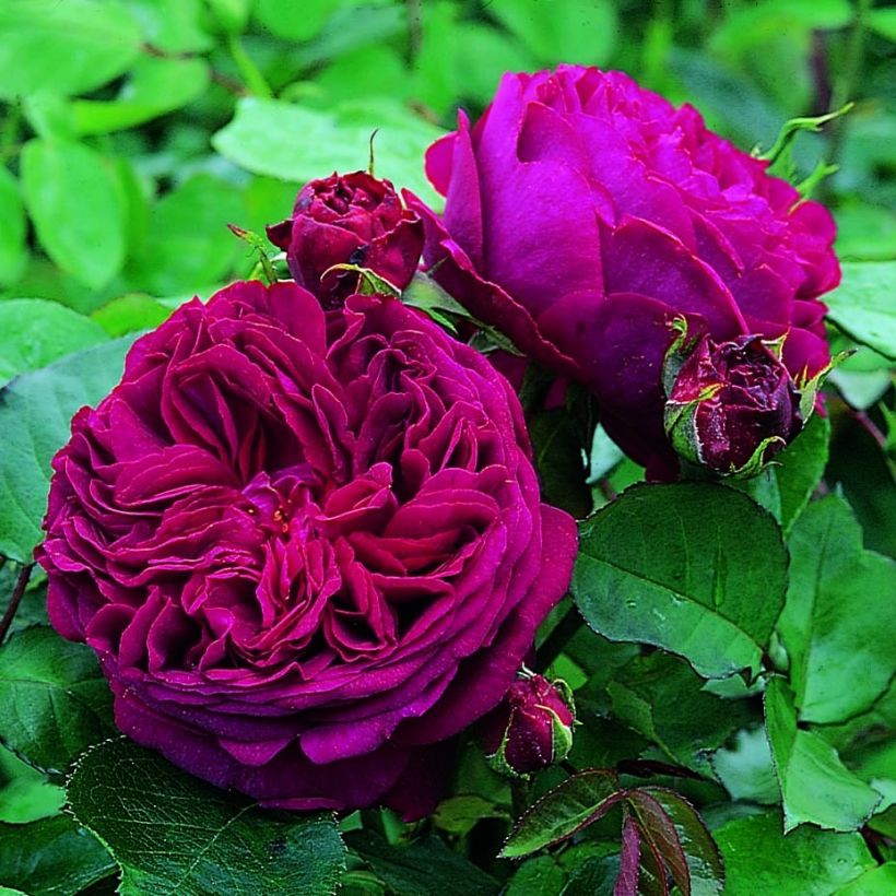Rosa Falstaff  (Flowering)