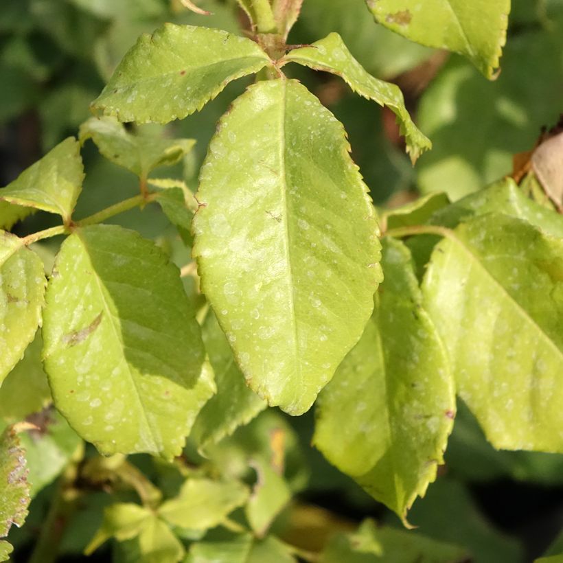 Rosa Sir Lancelot (Foliage)
