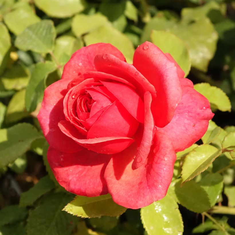 Rosa Sir Lancelot (Flowering)