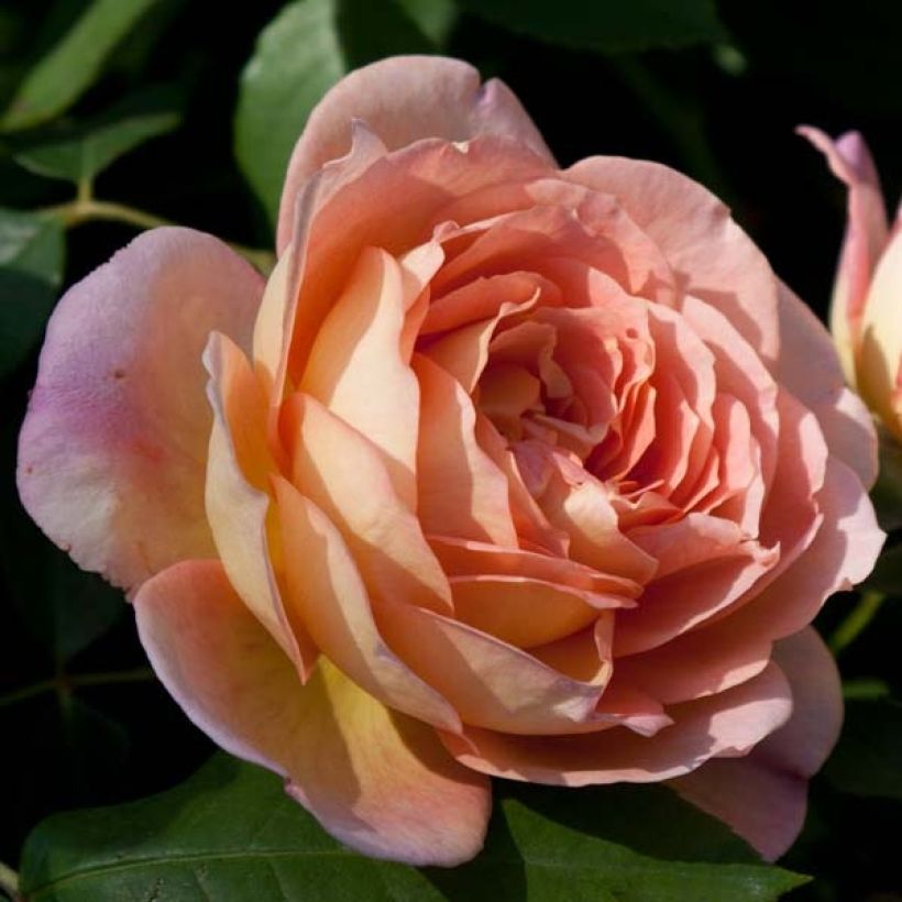 Rosa  Lady of Shalott - English Shrub Rose (Flowering)