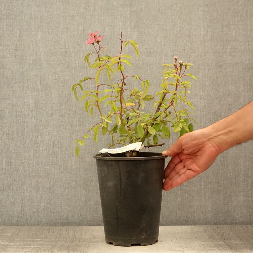 Rosa x moschata Alden Biesen 4L/5L pot sample as delivered in summer