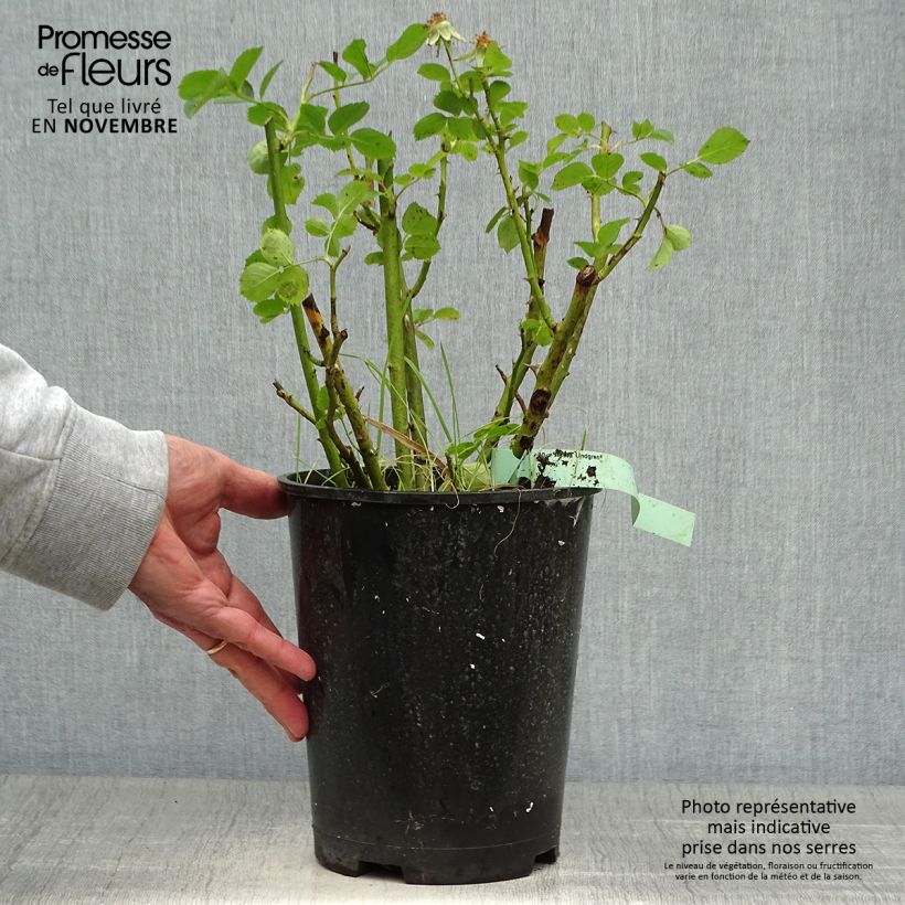 Rosier arbustif Astrid Lindgren en pot de 4L sample as delivered in autumn