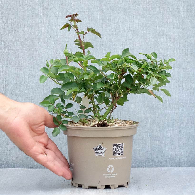 Rosa  'Meicoublan' WHITE MEILLANDECOR® - Rosier White Meillandecor, Rosier Blanc Meillandécor, Rosier White Meidiland 2L/3L pot sample as delivered in summer