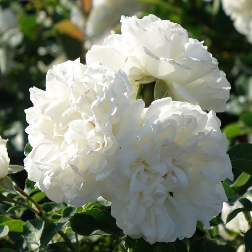 Rosa  'Meicoublan' WHITE MEILLANDECOR® - Rosier White Meillandecor, Rosier Blanc Meillandécor, Rosier White Meidiland (Flowering)