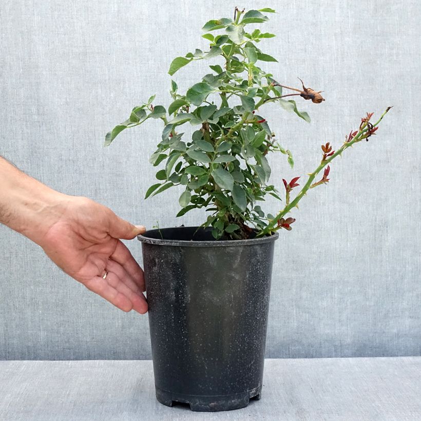 Rosa  'Meicoublan' WHITE MEILLANDECOR® - Rosier White Meillandecor, Rosier Blanc Meillandécor, Rosier White Meidiland 4L/5L pot sample as delivered in summer