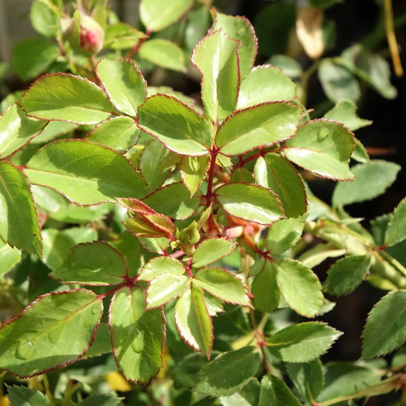 Rosa Bonica (Foliage)