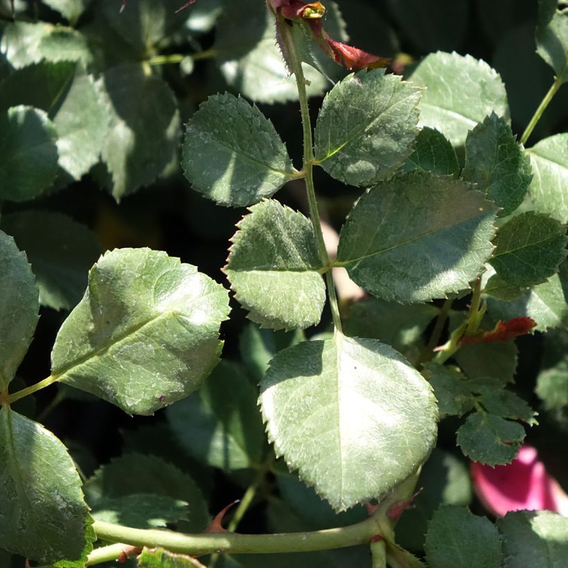 Rosa 'Meiboulka' CANDIA MEILLANDECOR® - Rosier Candia Meillandécor, Rosier Candia Meidiland (Foliage)