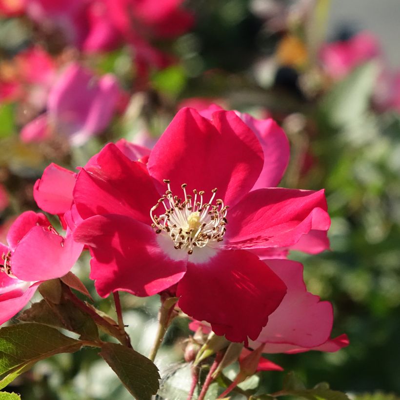 Rosa 'Meiboulka' CANDIA MEILLANDECOR® - Rosier Candia Meillandécor, Rosier Candia Meidiland (Flowering)