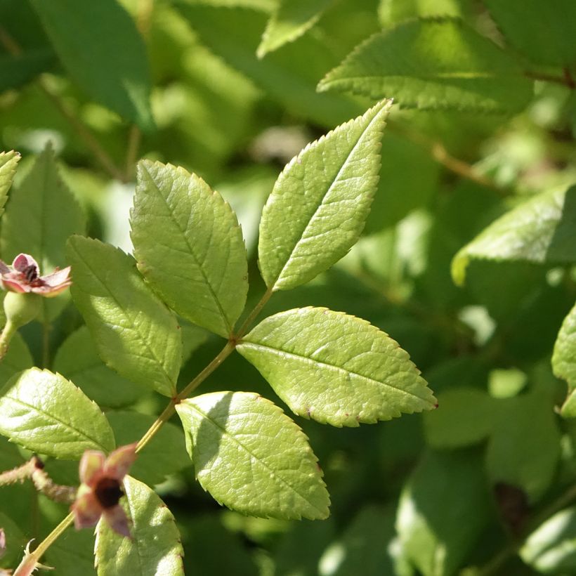 Rosa x moschata Dinky (Foliage)