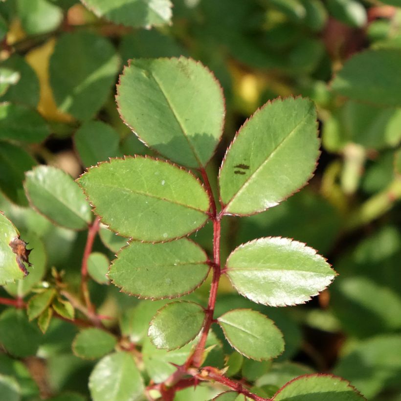 Rosa Douceur Normande  (Foliage)