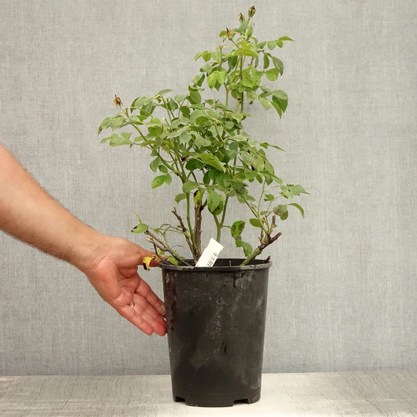 Rosa Escimo 3L/4L pot sample as delivered in summer