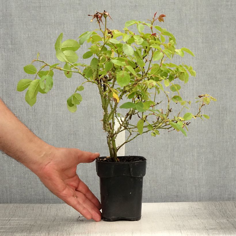 Rosa x polyantha Friendly 'Pink Meissalu' - Polyantha Rose 10cm/11cm pot sample as delivered in summer