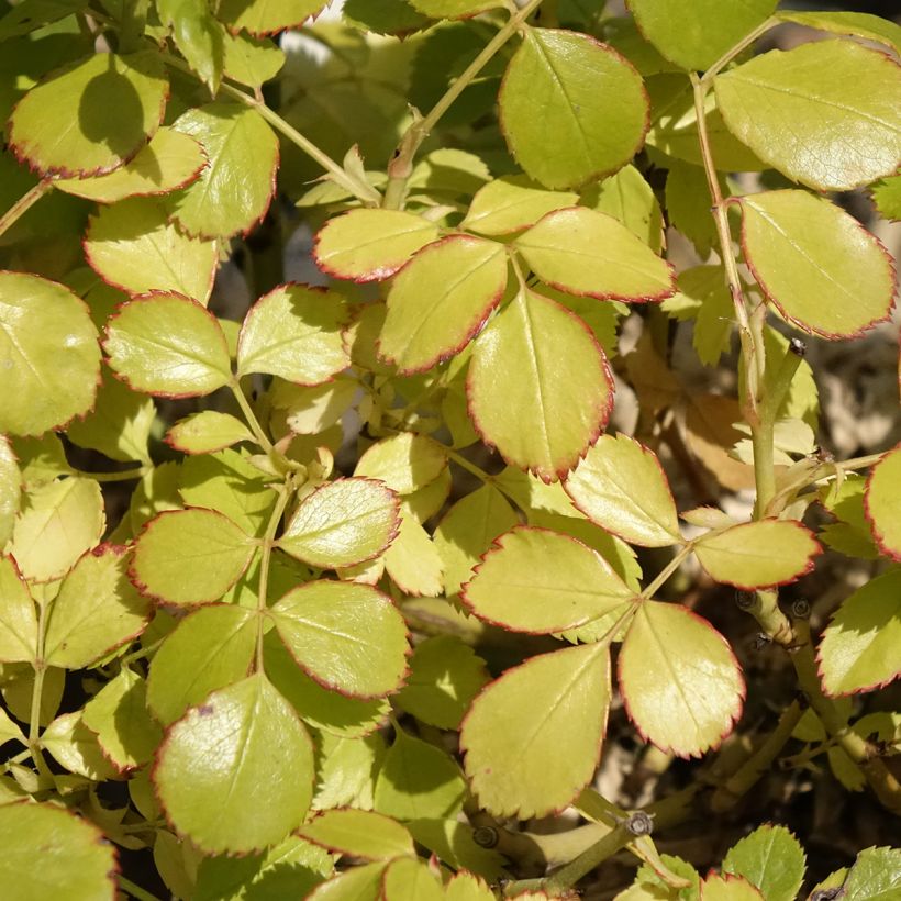 Rosa x polyantha Friendly 'Purple Meicosme' - Polyantha Rose (Foliage)