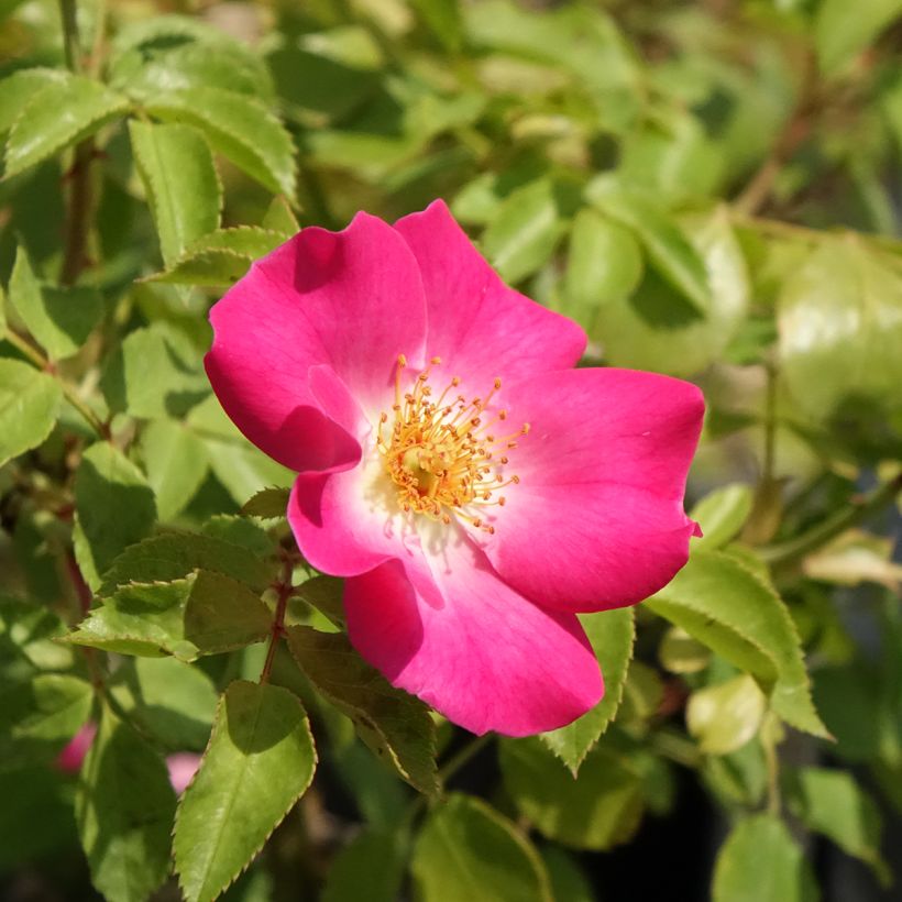 Rosa x polyantha Friendly 'Purple Meicosme' - Polyantha Rose (Flowering)