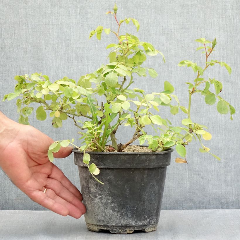 Rosa x polyantha Friendly 'Purple Meicosme' - Polyantha Rose 2L/3L pot sample as delivered in summer