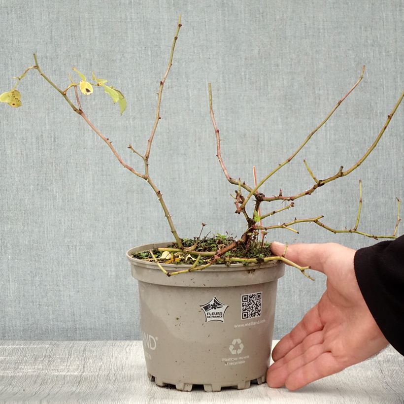Rosa x polyantha Friendly 'Red Meiariba' - Polyantha Rose 2L/3L pot sample as delivered in autumn