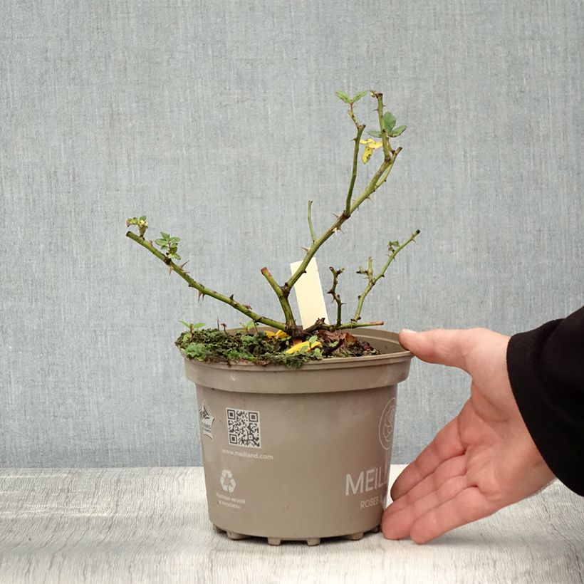 Rosa polyantha 'Sweet Meinatope' - Polyantha Rose 2L/3L pot sample as delivered in autumn