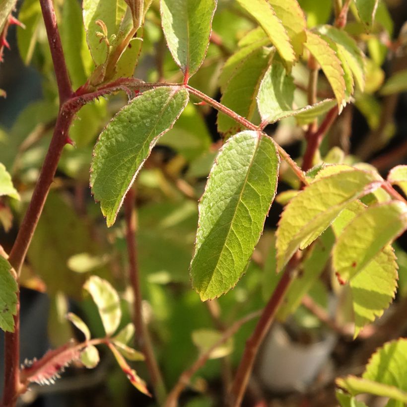 Rosa x moschata Frisson Frais - Musk Rose (Foliage)