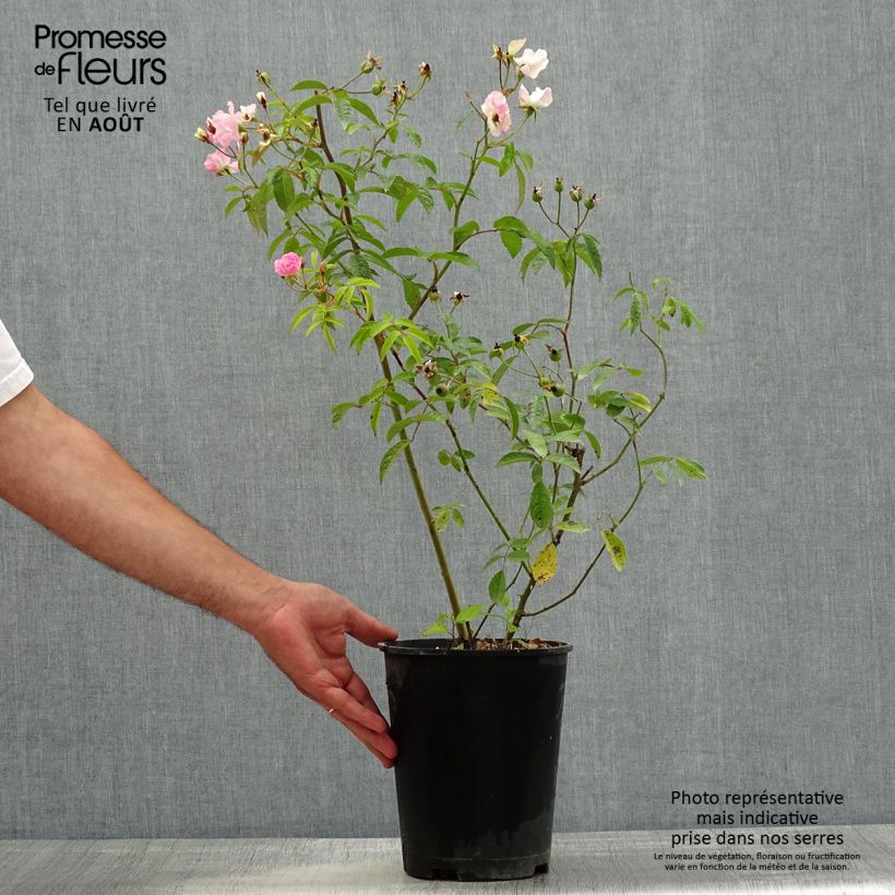 Rosa x moschata Frisson Frais - Musk Rose 4L/5L pot sample as delivered in summer