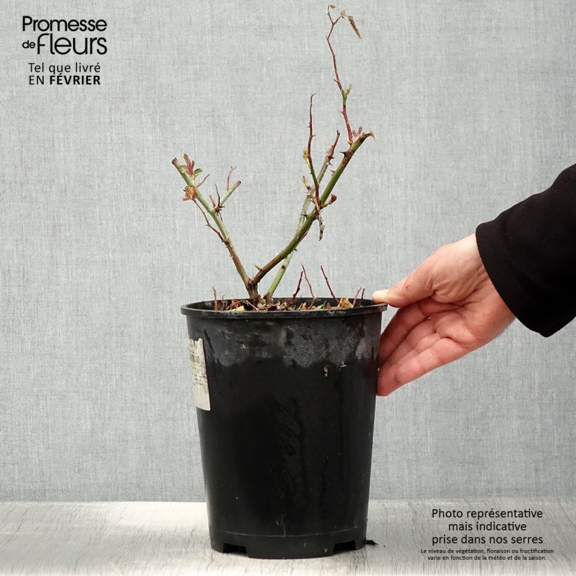 Rosier arbustif Frisson Frais - en pot de 4L/5L. sample as delivered in winter